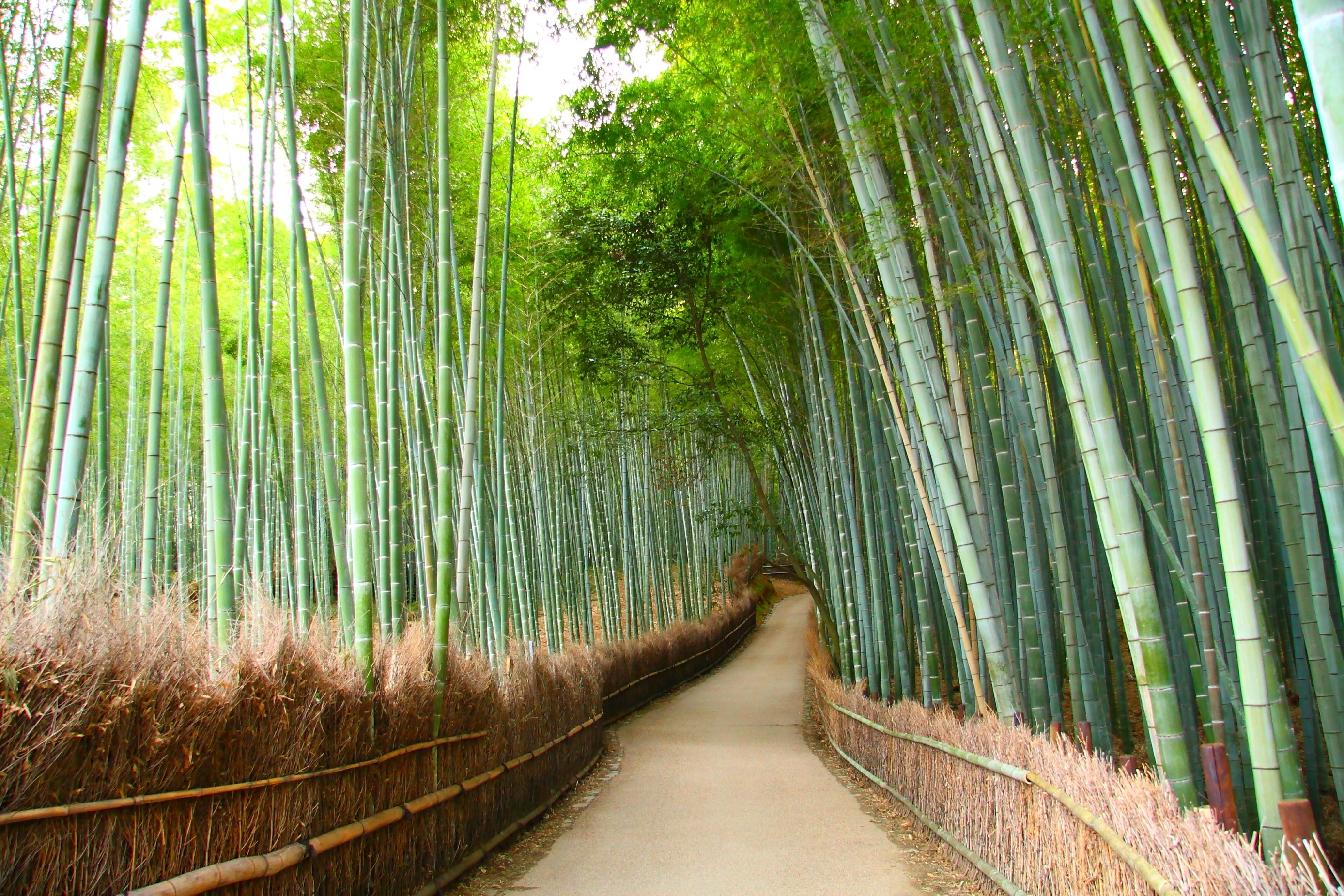 The Benefits of Bamboo Socks